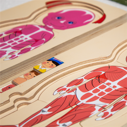 Promo de Rompecabezas del cuerpo humano 5 en 1 del niño y la niña